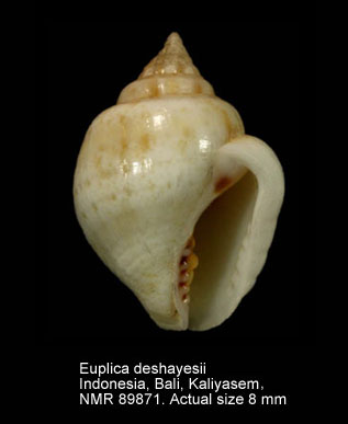 Euplica deshayesii.jpg - Euplica deshayesii (Crosse,1859)